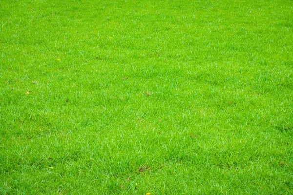 Primavera fresca grama verde . — Fotografia de Stock