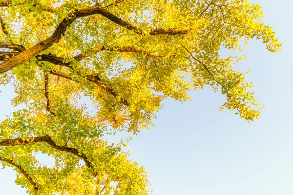 Hermosas hojas coloridas de otoño — Foto de Stock