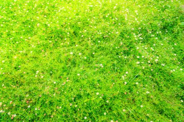 Güzel beyaz demet çiçek yeşil çim zemin üzerine .