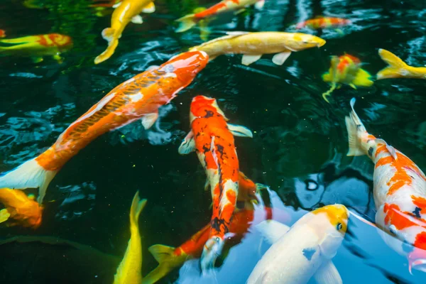 Coloridos peces Koi nadando en el agua  . — Foto de Stock