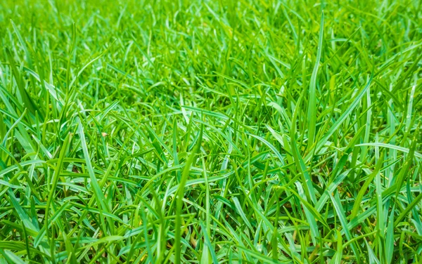 Friss tavaszi zöld fű . — Stock Fotó