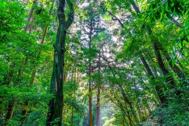 Orman ağaçları görüntüsünü 