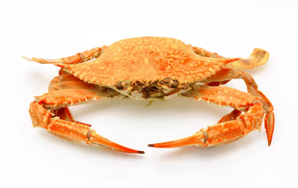 Steamed crabs on white background . — Stock Photo, Image