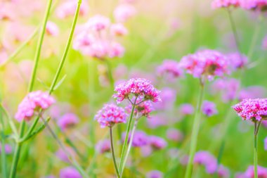 Güzel pembe demet çiçek yeşil çim zemin üzerine .