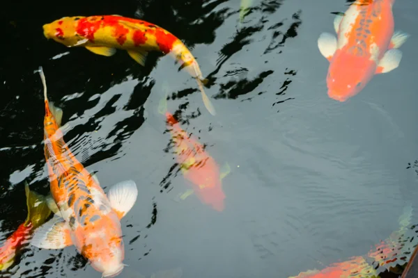 Coloridos peces Koi nadando en el agua  . — Foto de Stock