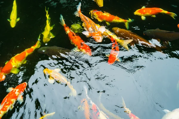 Coloridos peces Koi nadando en el agua  . — Foto de Stock