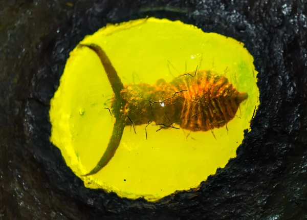 Ambre baltique fossilisé avec insecte à l'intérieur  . — Photo