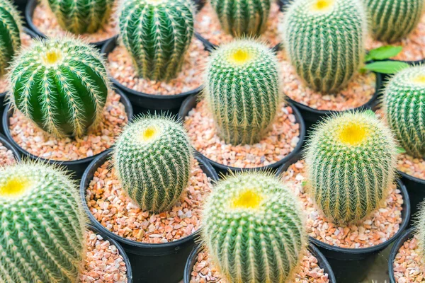 Mooie kleine cactus veld . — Stockfoto