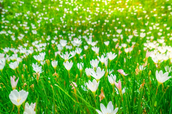 Beautiful White bunch flowers on green grass background . — Stock Photo, Image