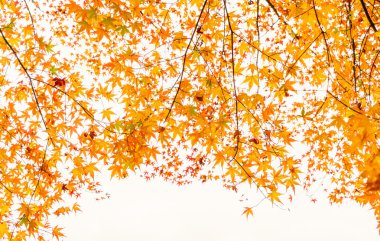 Güzel renkli sonbahar yaprakları