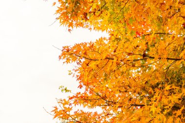 Güzel renkli sonbahar yaprakları