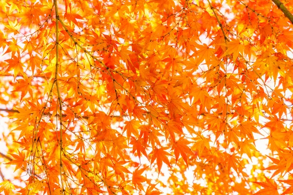 Schöne bunte Herbstblätter — Stockfoto