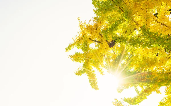 Belles feuilles d'automne colorées — Photo