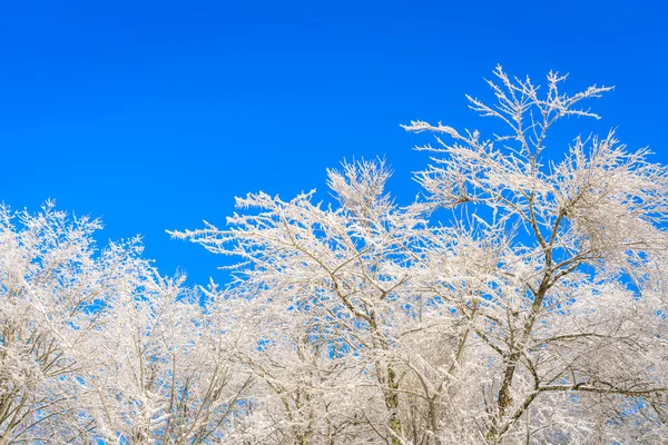 Frozen trees in winter with blue sky — Stock Photo, Image