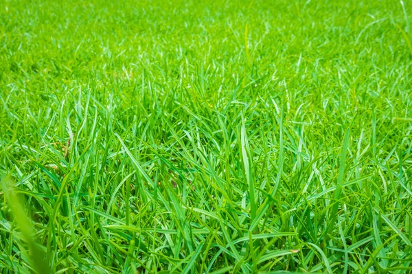 Primavera fresca grama verde . — Fotografia de Stock