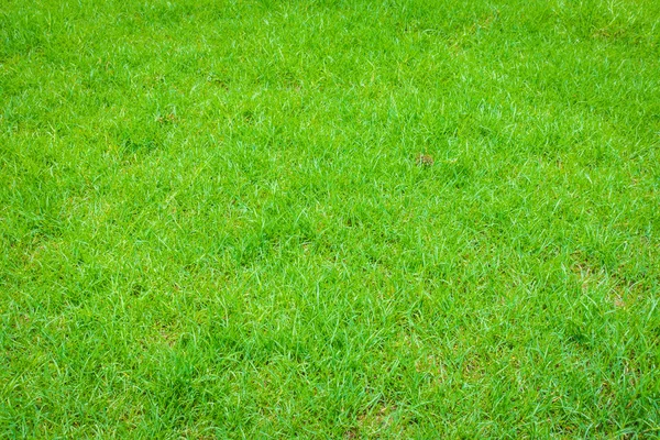 Frisches frühlingsgrünes Gras . — Stockfoto