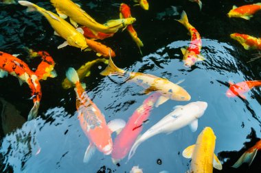 Renkli Koi balık suda yüzmek .