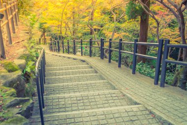 Way in forest .  ( Filtered image processed vintage effect. )