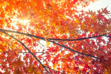 Güzel renkli sonbahar yaprakları