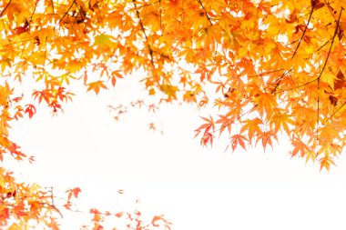 Güzel renkli sonbahar yaprakları