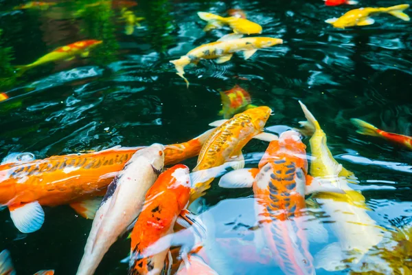 Coloridos peces Koi nadando en el agua  . — Foto de Stock