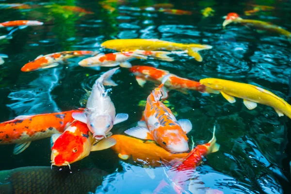 Színes Koi hal úszni a vízben . — Stock Fotó