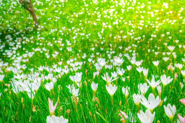 Beautiful White bunch flowers on green grass background . — Stock Photo, Image