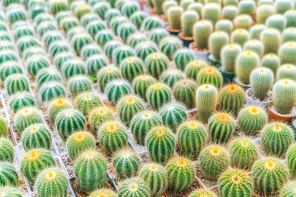 Hermoso pequeño campo de cactus  . —  Fotos de Stock