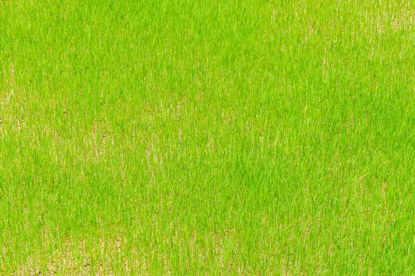 Képek a zöld rizs mező  . — Stock Fotó