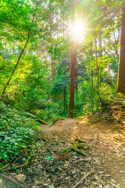 Images of Forest trees — Stock Photo, Image