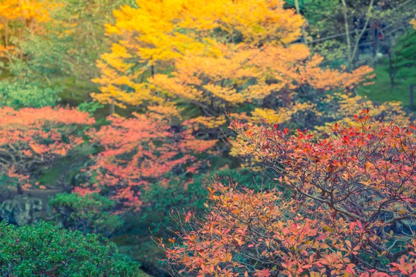 Mooie kleurrijke herfstbladeren — Stockfoto