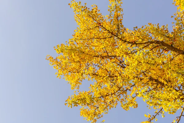 Hermosas hojas coloridas de otoño —  Fotos de Stock