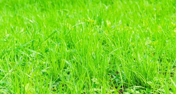 Vers voorjaarsgroen gras — Stockfoto