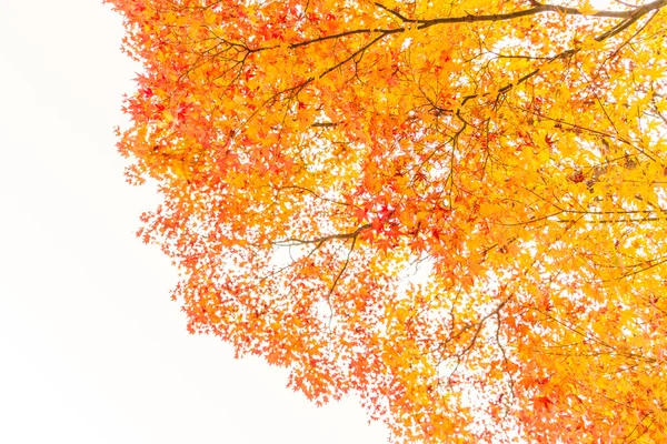 Schöne bunte Herbstblätter — Stockfoto