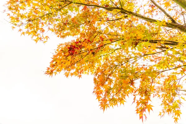 Schöne bunte Herbstblätter — Stockfoto