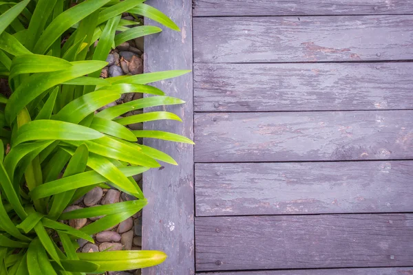 Madera grunge vieja con hojas verdes  . — Foto de Stock