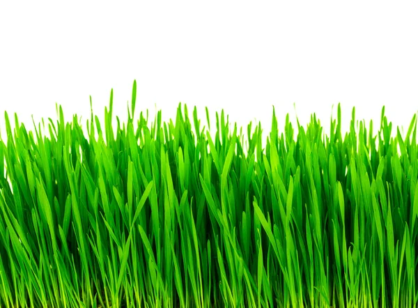 Fresh green wheat grass isolated on white background — Stock Photo, Image