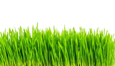 Fresh green wheat grass isolated on white background clipart