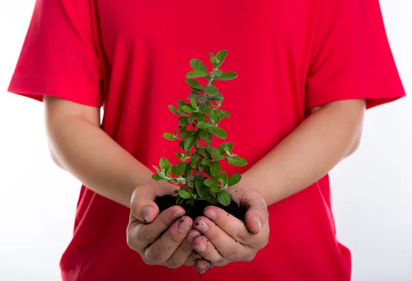 女性の手の中の植物します。 — ストック写真