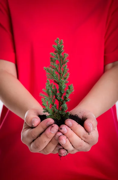 Frauenhände halten kleinen Baum — Stockfoto