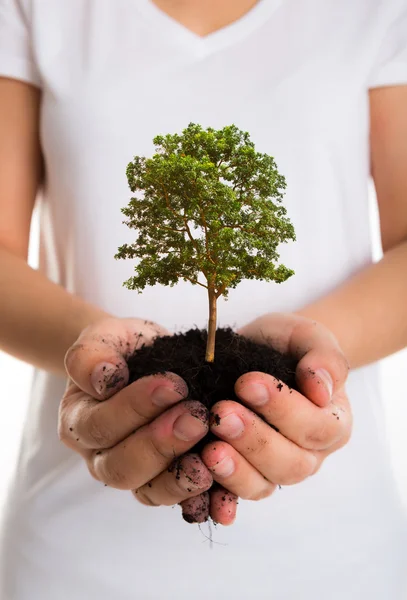 Árbol en manos femeninas —  Fotos de Stock