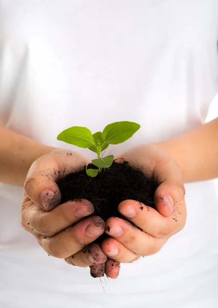 Planta en manos femeninas —  Fotos de Stock