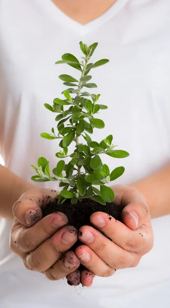 Plant in female hands — Stock Photo, Image