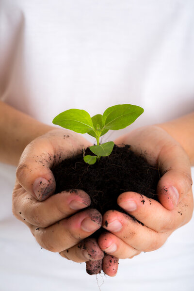 Plant in female hands