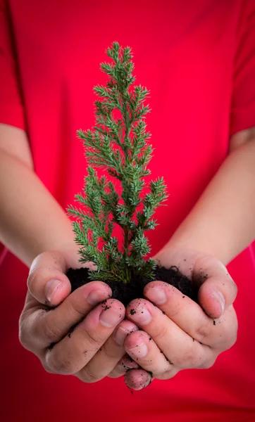 Las manos de la mujer sostienen pequeño árbol de Navidad — Foto de Stock