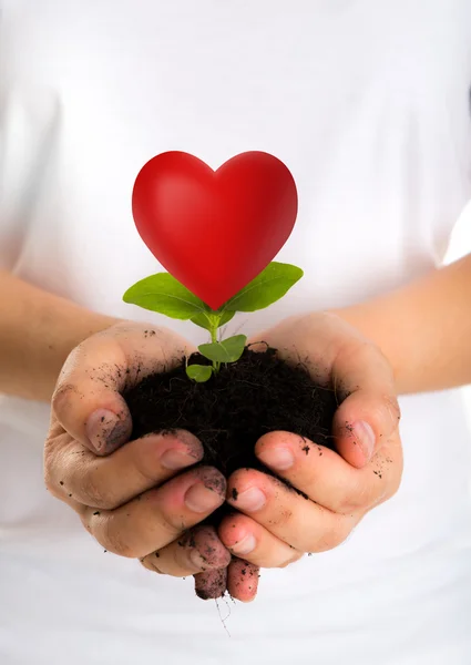 Plante de coeur dans les mains féminines — Photo