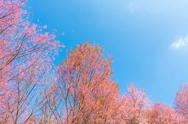 美丽的粉红色花朵 — 图库照片