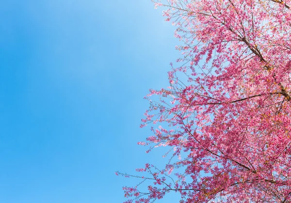 Beautiful pink flower blossom — Stock Photo, Image