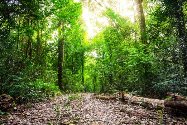 Green forest — Stock Photo, Image