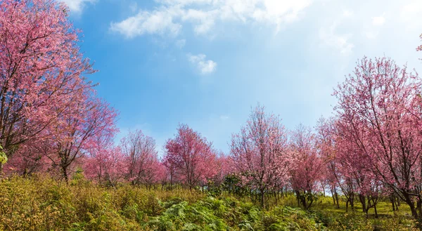 美丽的粉红色花朵 — 图库照片